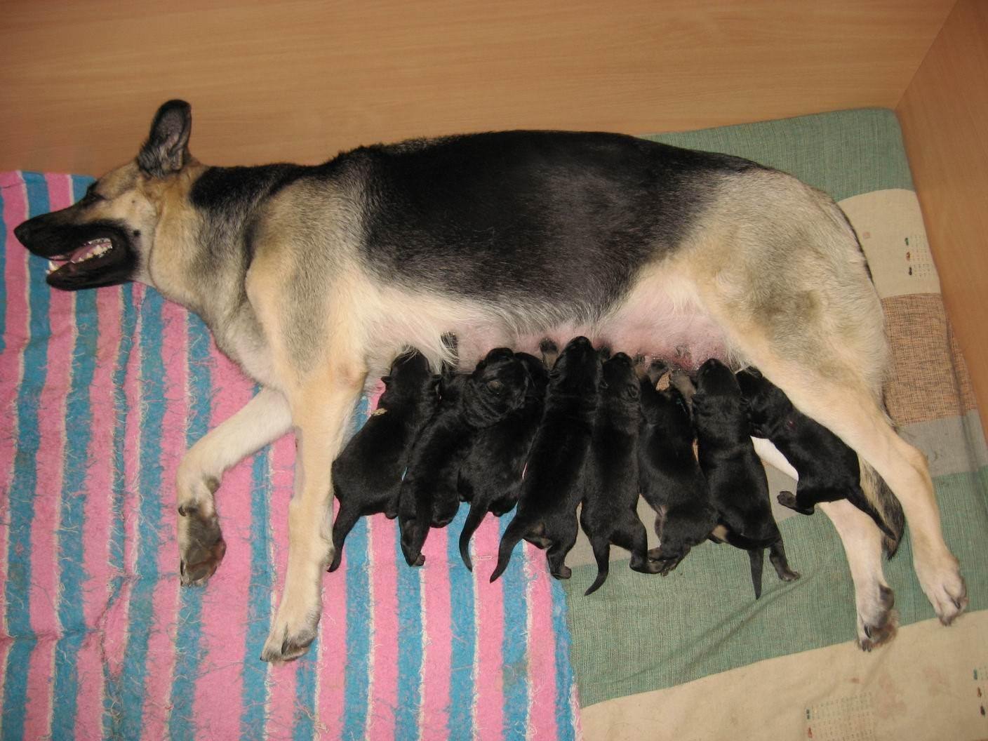 фото новорожденных немецких овчарок
