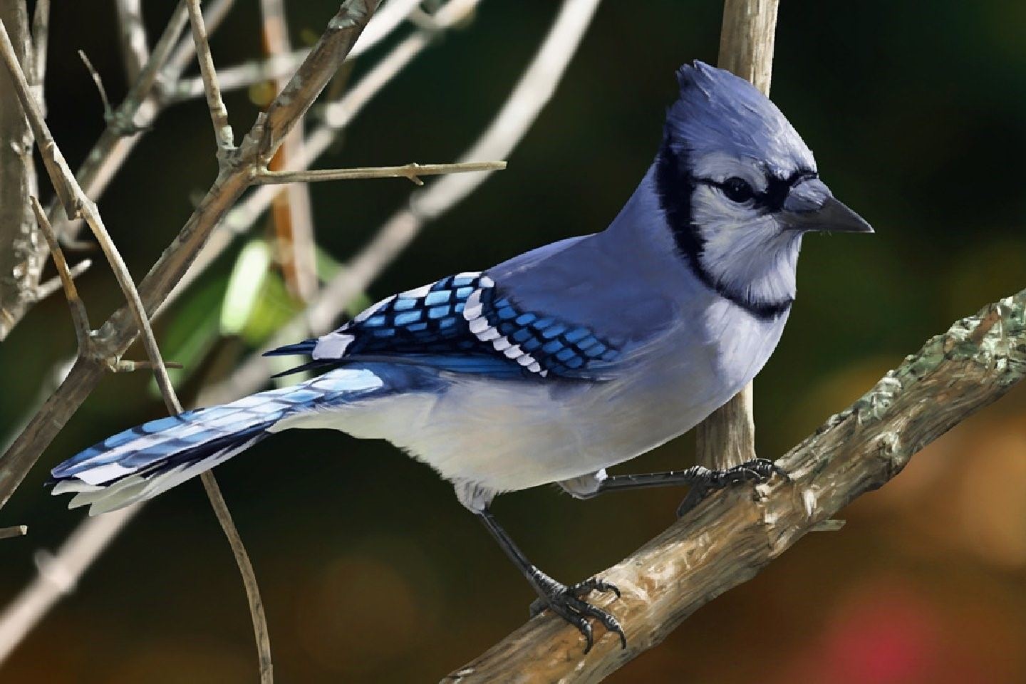 Голубая сойка птица фото и описание