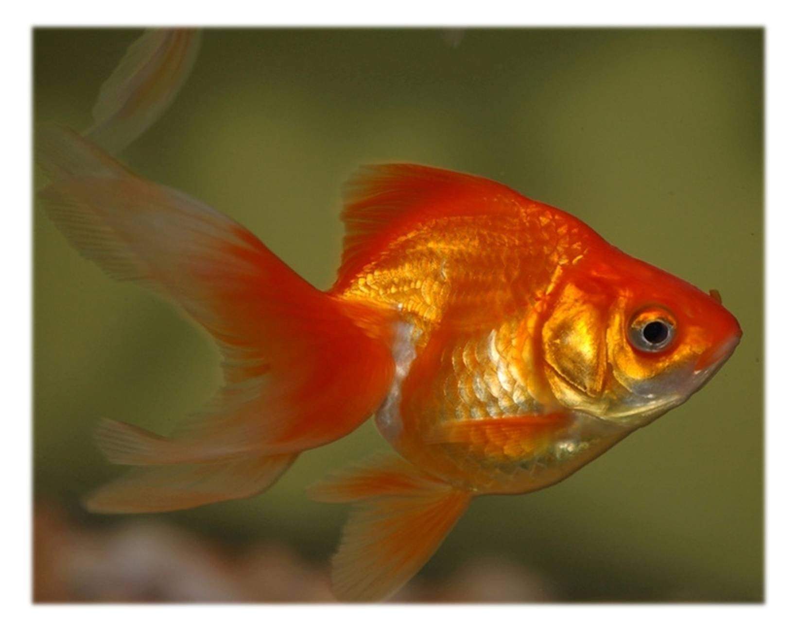 Золотая рыбка Риукин красный