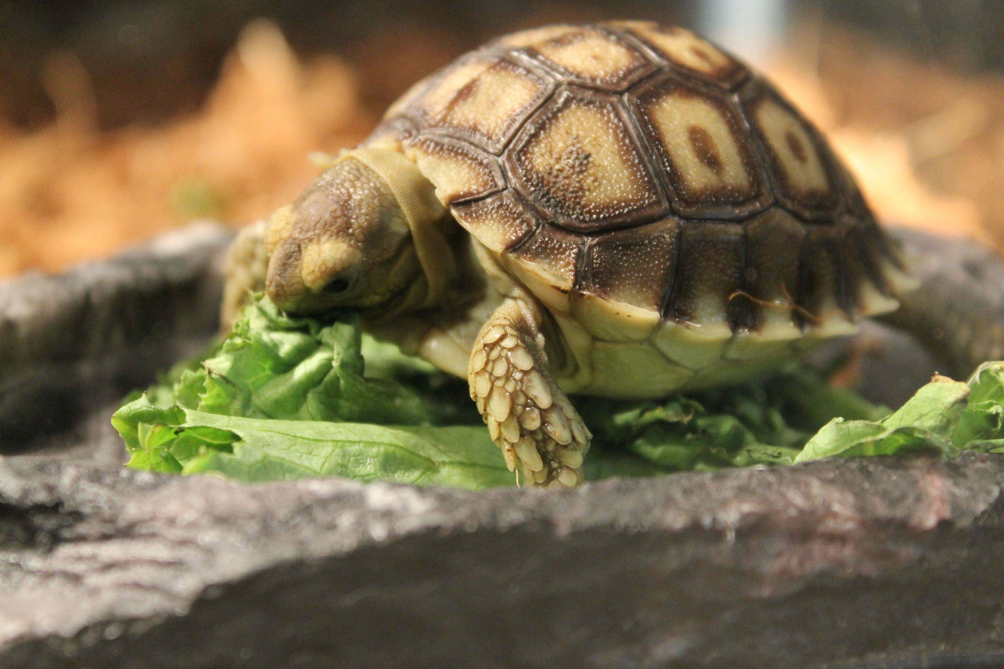 Фото сухопутной черепахи в домашних условиях