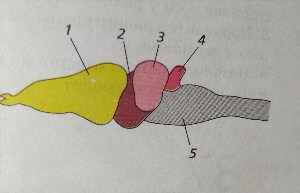 Головной мозг лягушки