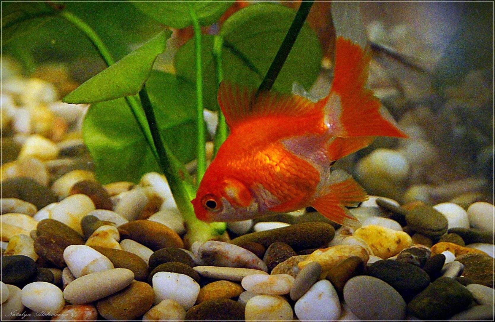 Золотая рыбка в природе