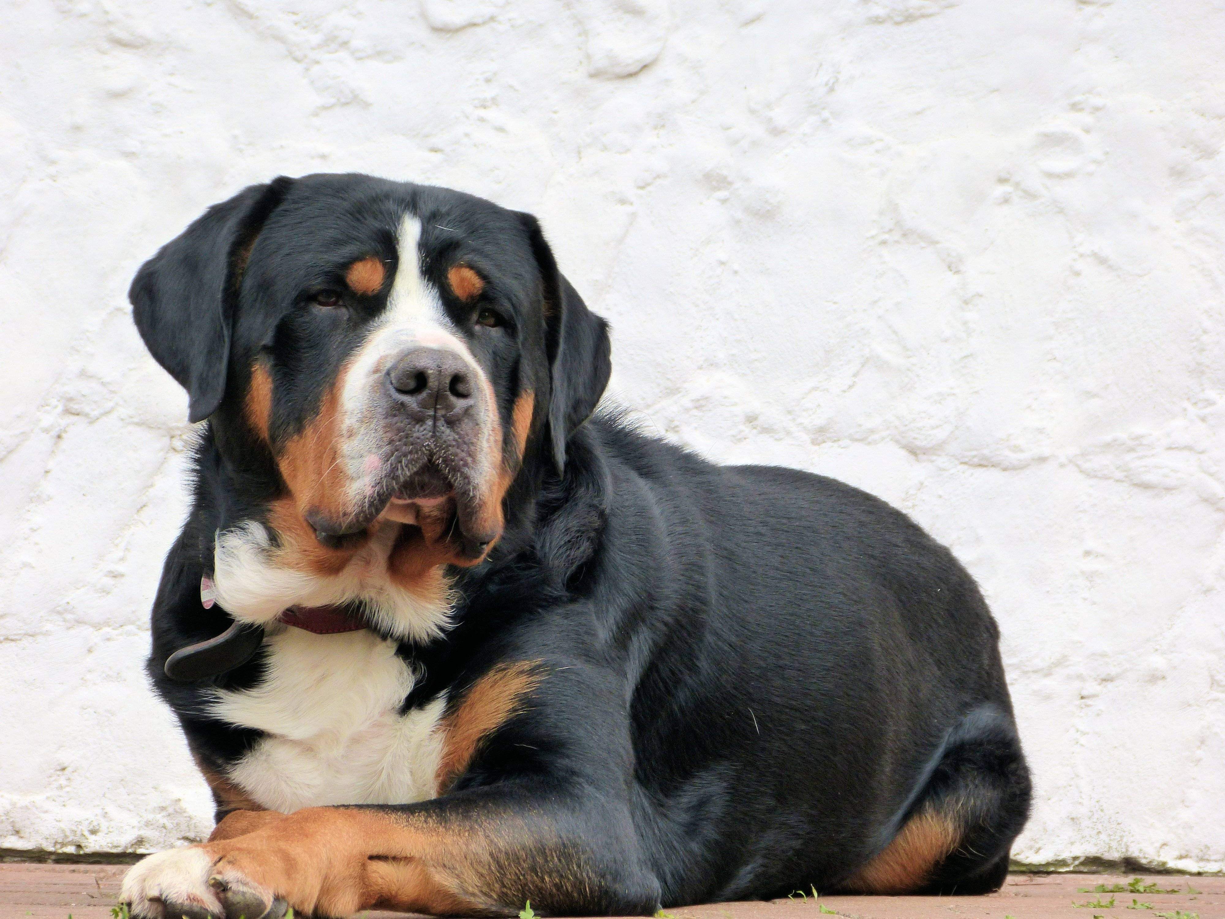Порода собак большой швейцарский зенненхунд фото