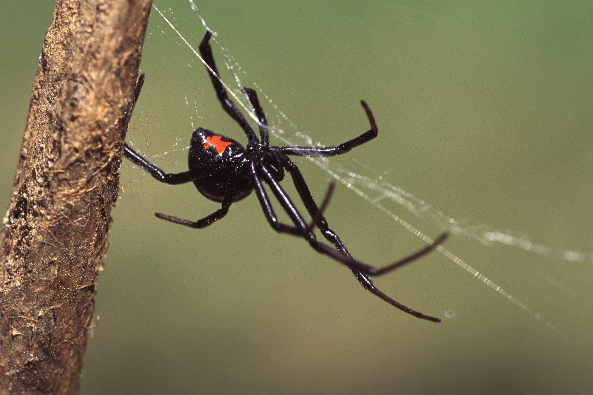 Фото паука черная вдова фото