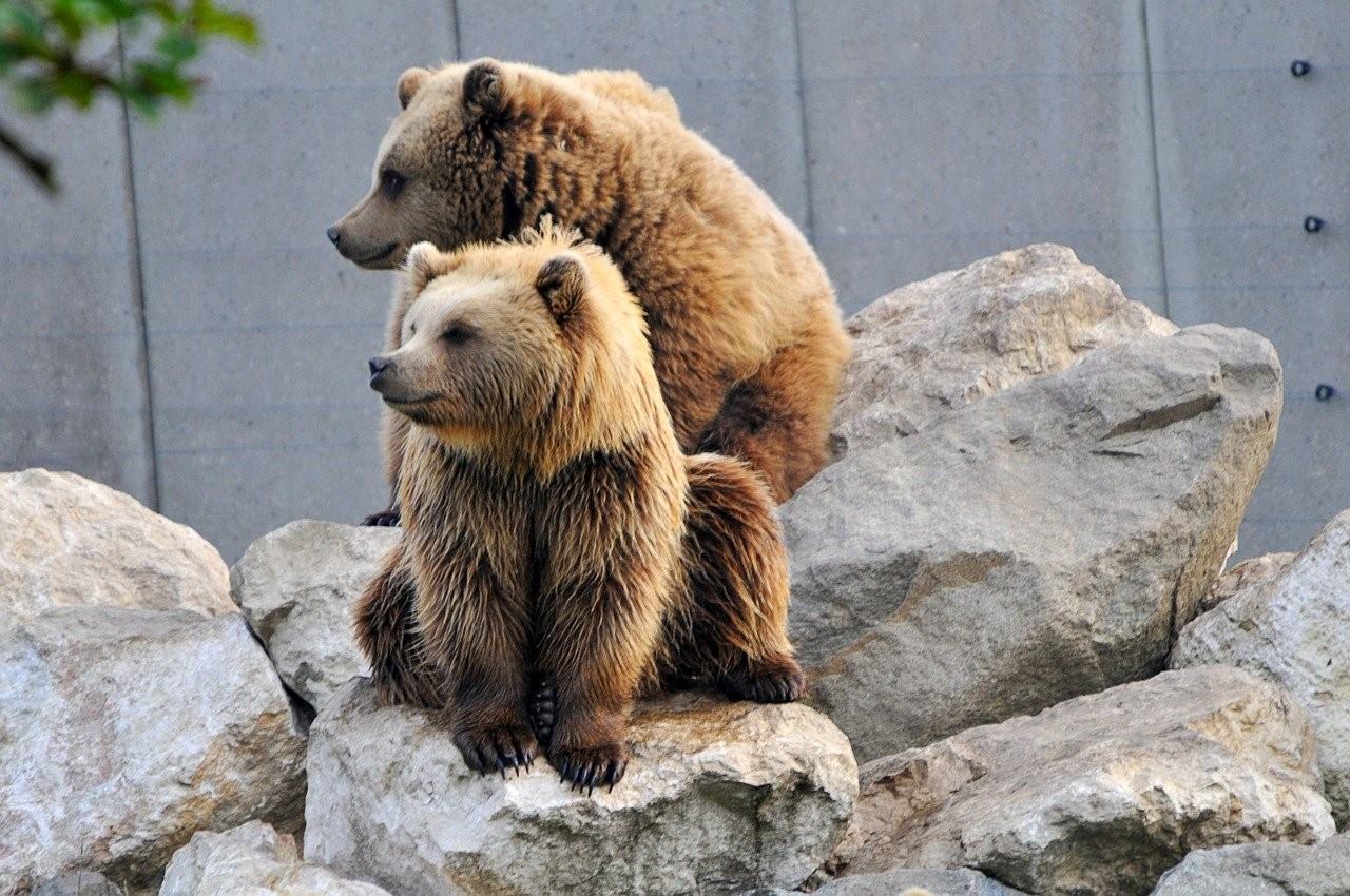 Путин сидит на медведе фото