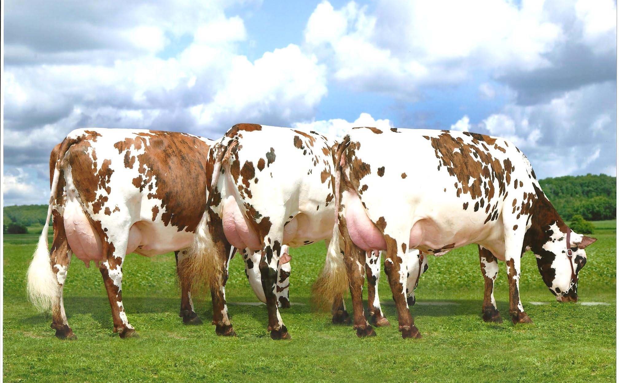 Красно пестрая порода коров фото