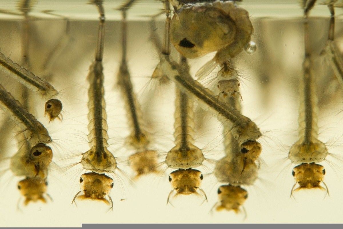 Как выглядят личинки комаров фото в воде