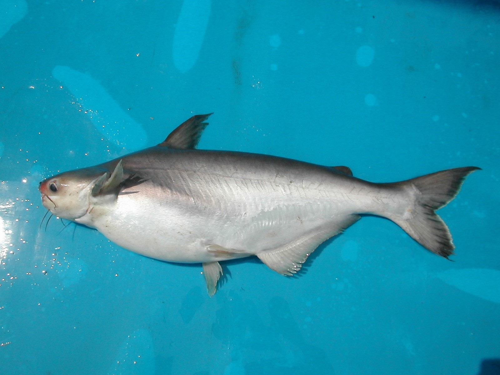 Рыба серебряная Панга фото
