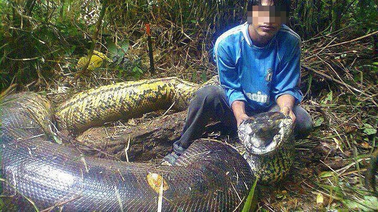Анаконда китай. Анаконда змея самая большая. Самая большая Анаконда 41м. Гигантская Анаконда размер.