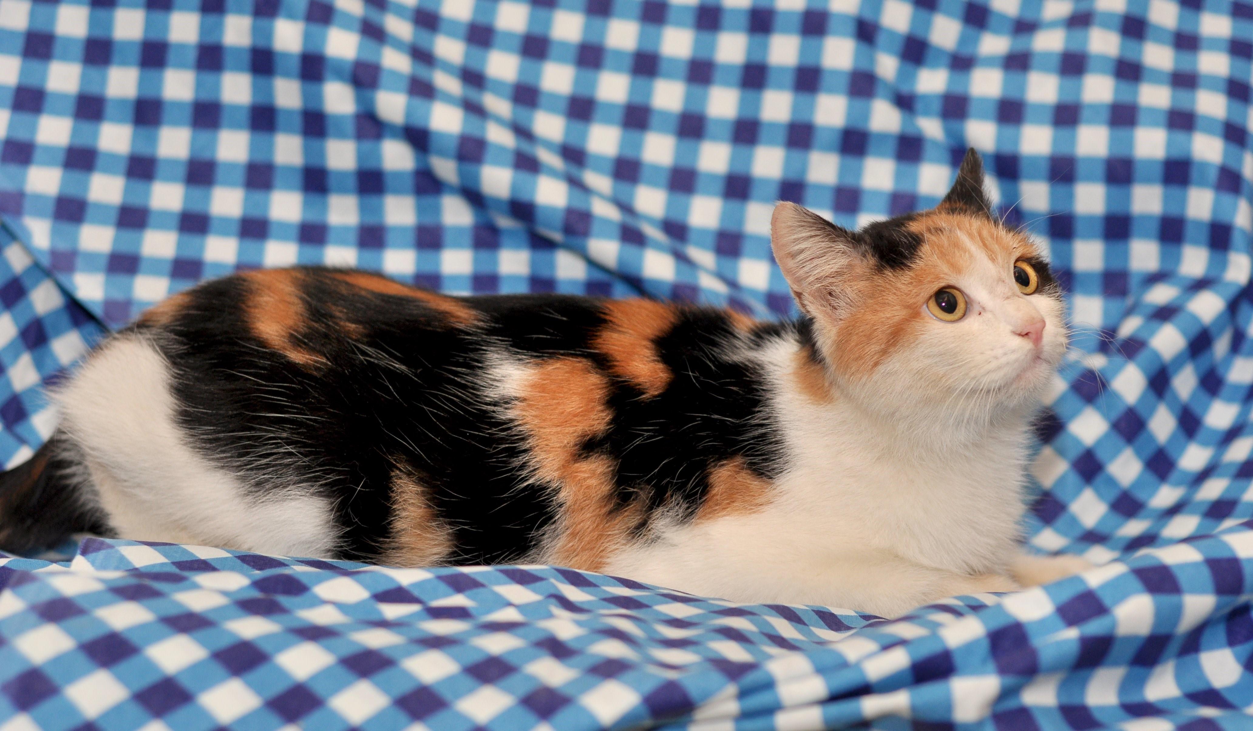 Какие котята у трехцветной кошки. Эгейская трехшерстная кошка. Эгейская кошка трехцветная. Эгейская черепаховая кошка. Американская жесткошерстная кошка трехцветная.