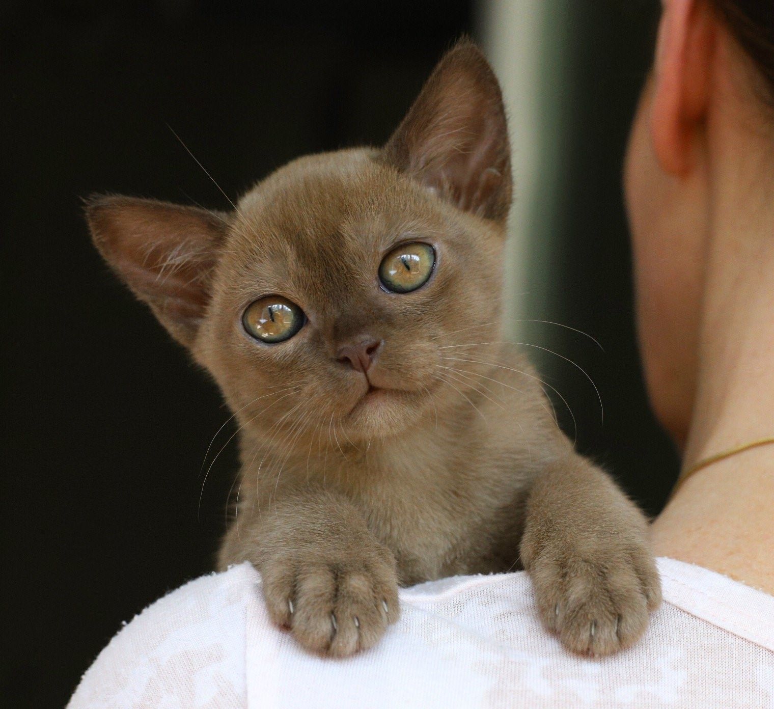 Бурманские котята. Бурма кошка. Бурманская кошка котята. Котята породы Бурма. Европейская Бурма лиловая.