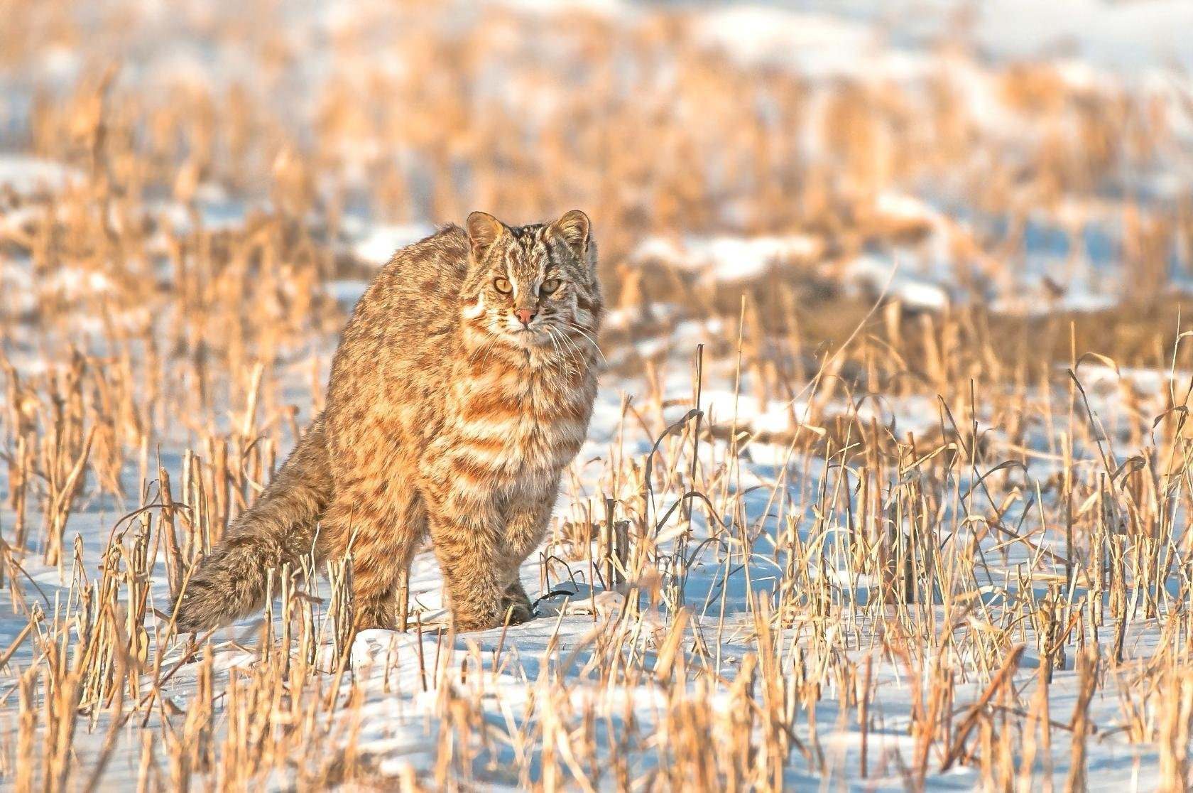 Дальневосточная кошка фото дикая