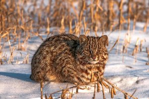 Амурская дикая кошка