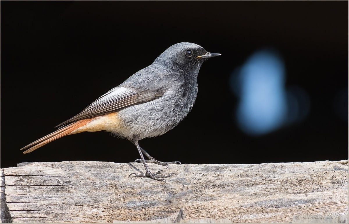 Маленькая темная птичка с оранжевым хвостом фото