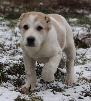 Алабай с голубыми глазами