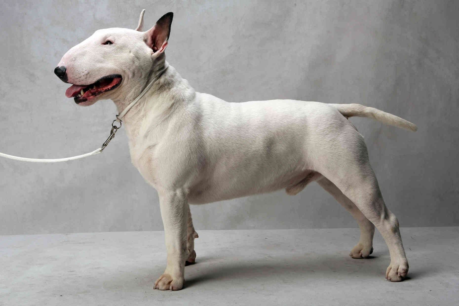 Бойцовская собака с крысиной мордой фото