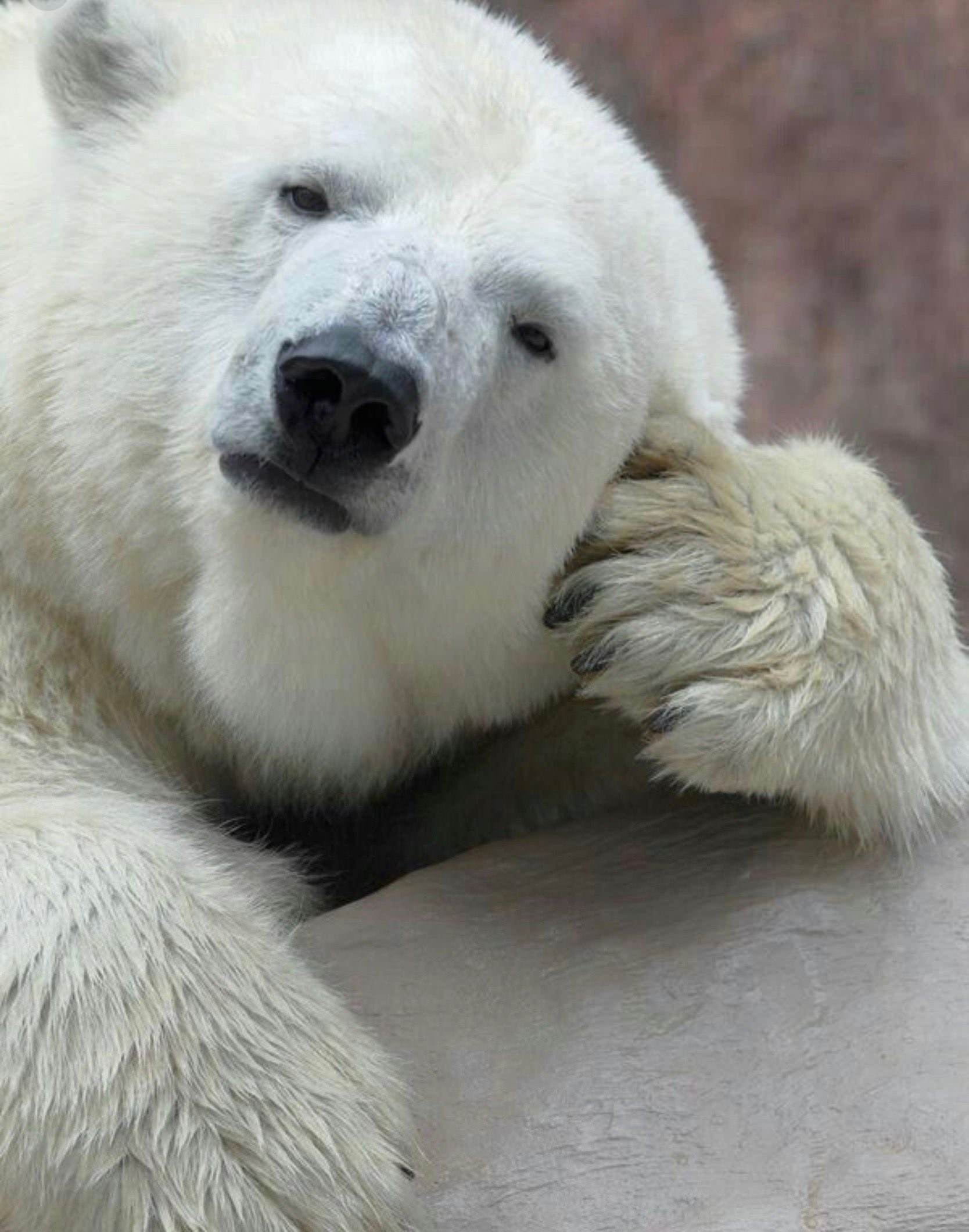 Смешной белый медведь фото