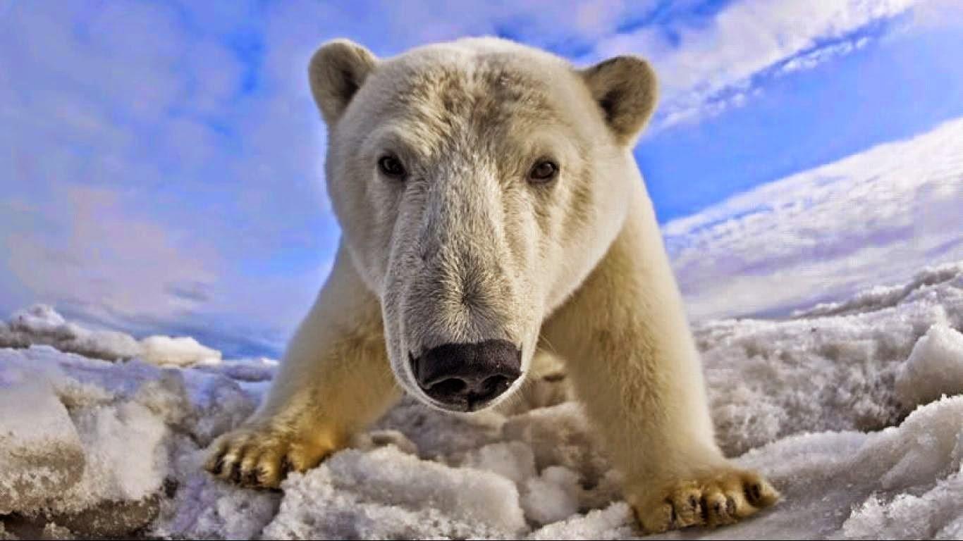 Смешной белый медведь фото