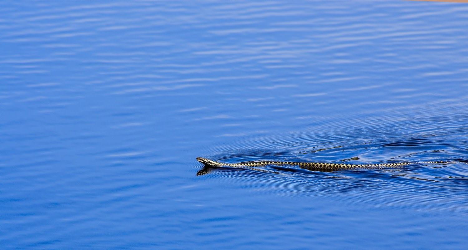 Змеи в анапе в море. Карадагский змей. Карадагский морской змей. Карадагский змей 2023. Карадагский змей в черном море.