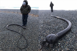 Карадагский змей в черном море