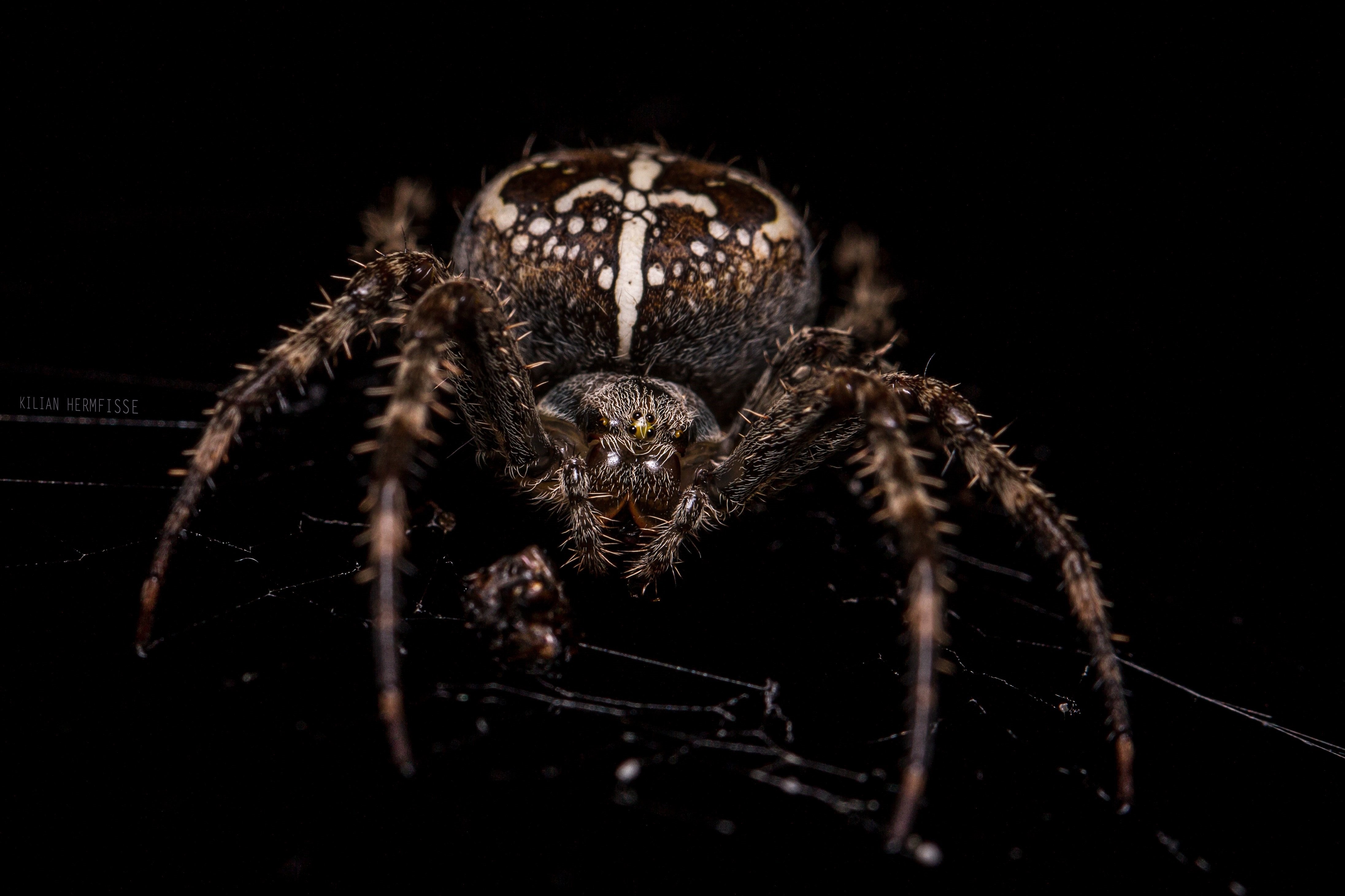 Ночные крупные пауки