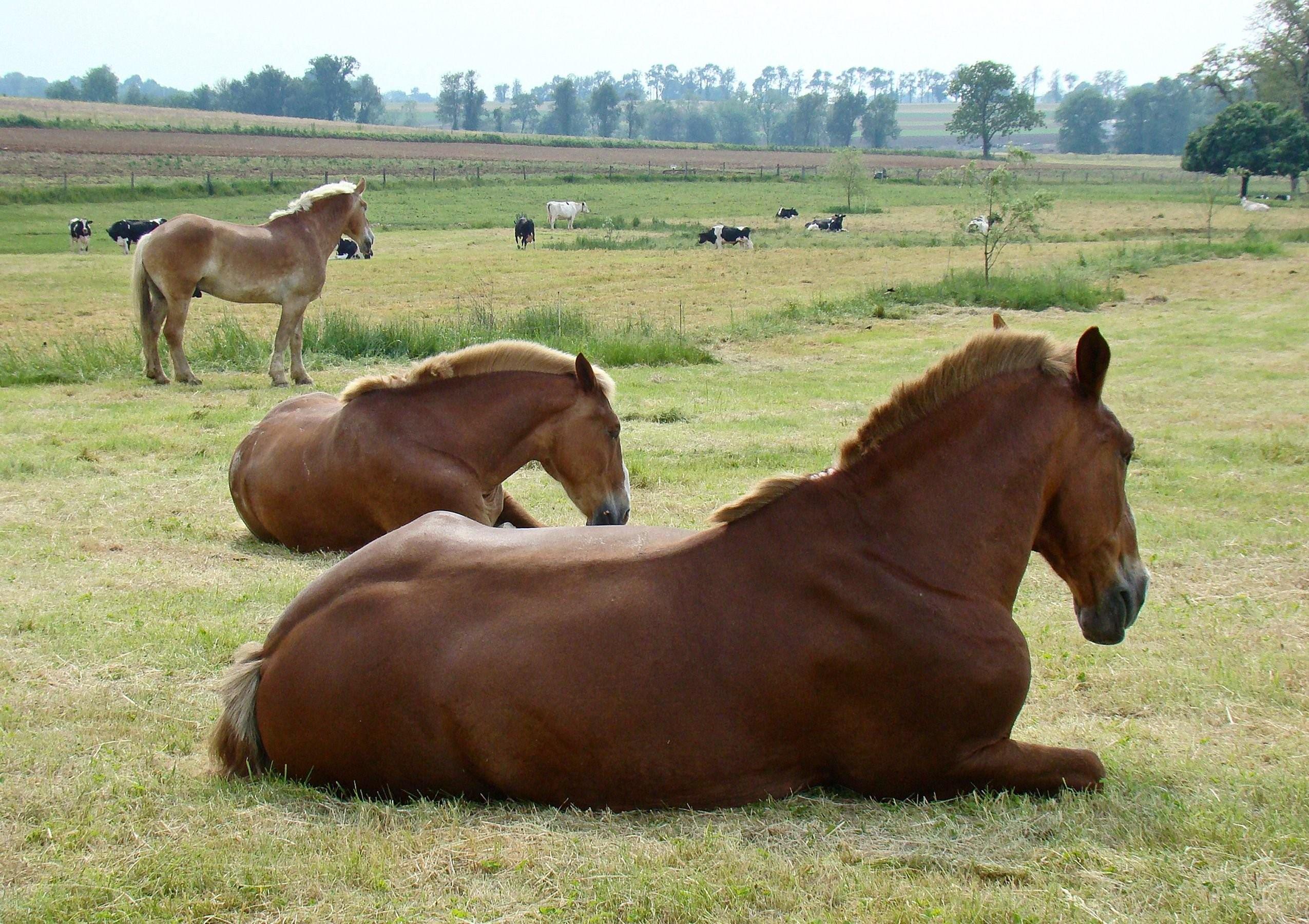 Сон лошадка. Лошадь лежит. Лошадка лежит. Лошадь лежа.