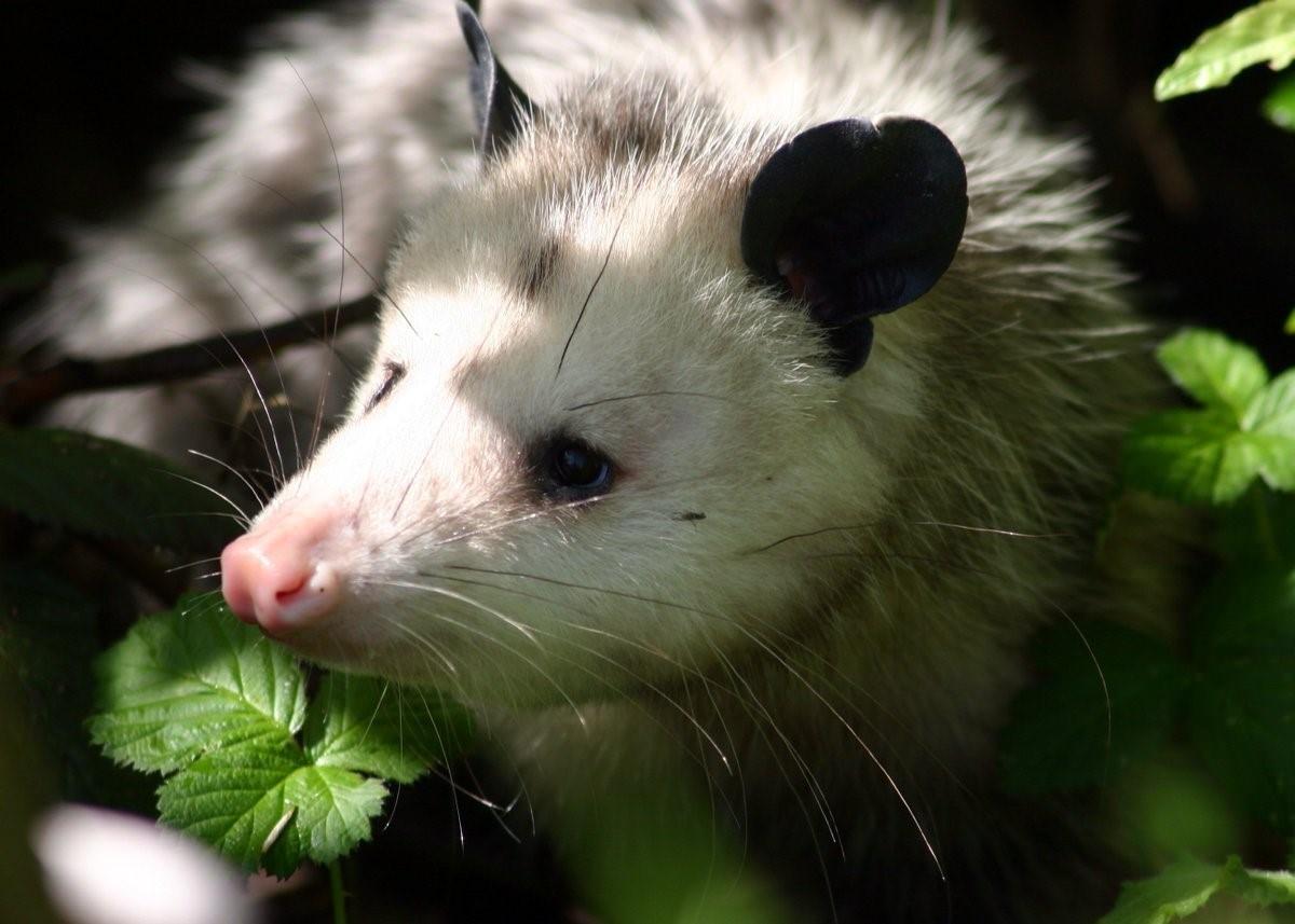 Виргинский опоссум. Североаргентинский опоссум. Опоссумы (Didelphis virginiana). Обыкновенные опоссумы.