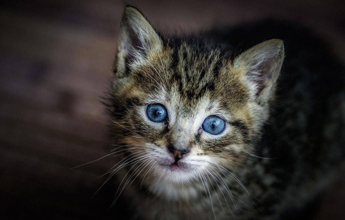 Котенок с голубыми глазами фото
