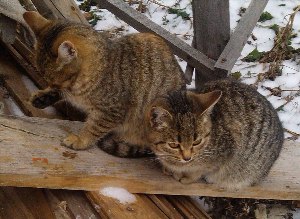 Породы кошек мышеловов и крысоловов