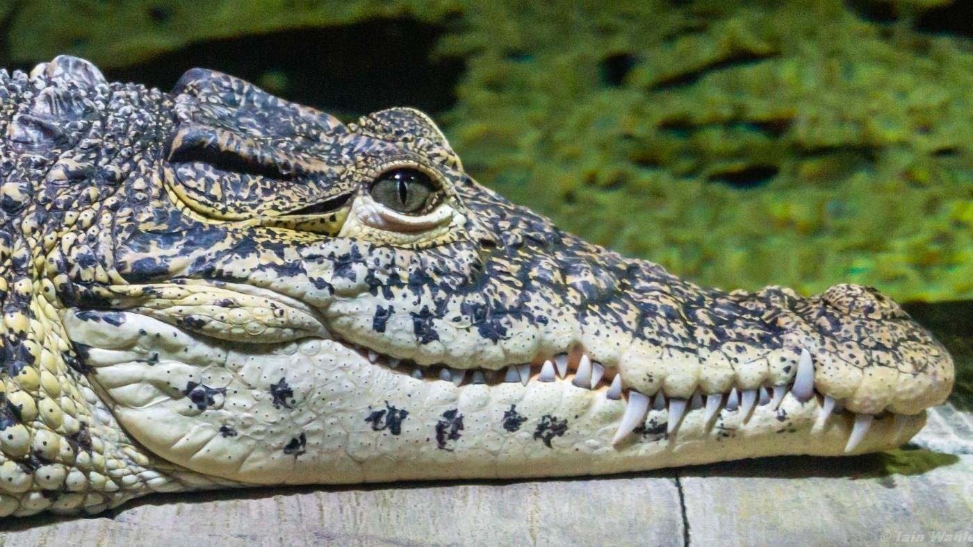 Где у крокодила уши фото