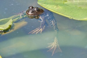 Лягушка выглядывает из воды