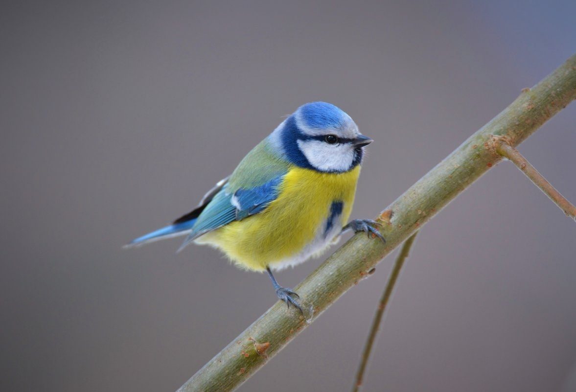 Синица чайки. Синица лазоревка. Синичка лазоревка. Птички синички и лазоревки. Синица лазоревка фото.