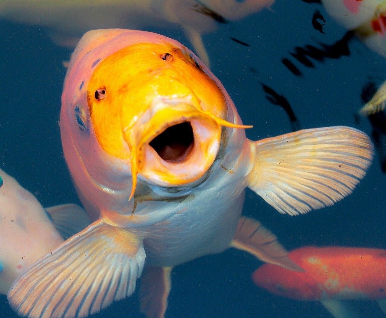Фото удивленной рыбы
