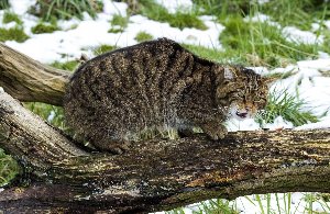 Амурская лесная кошка