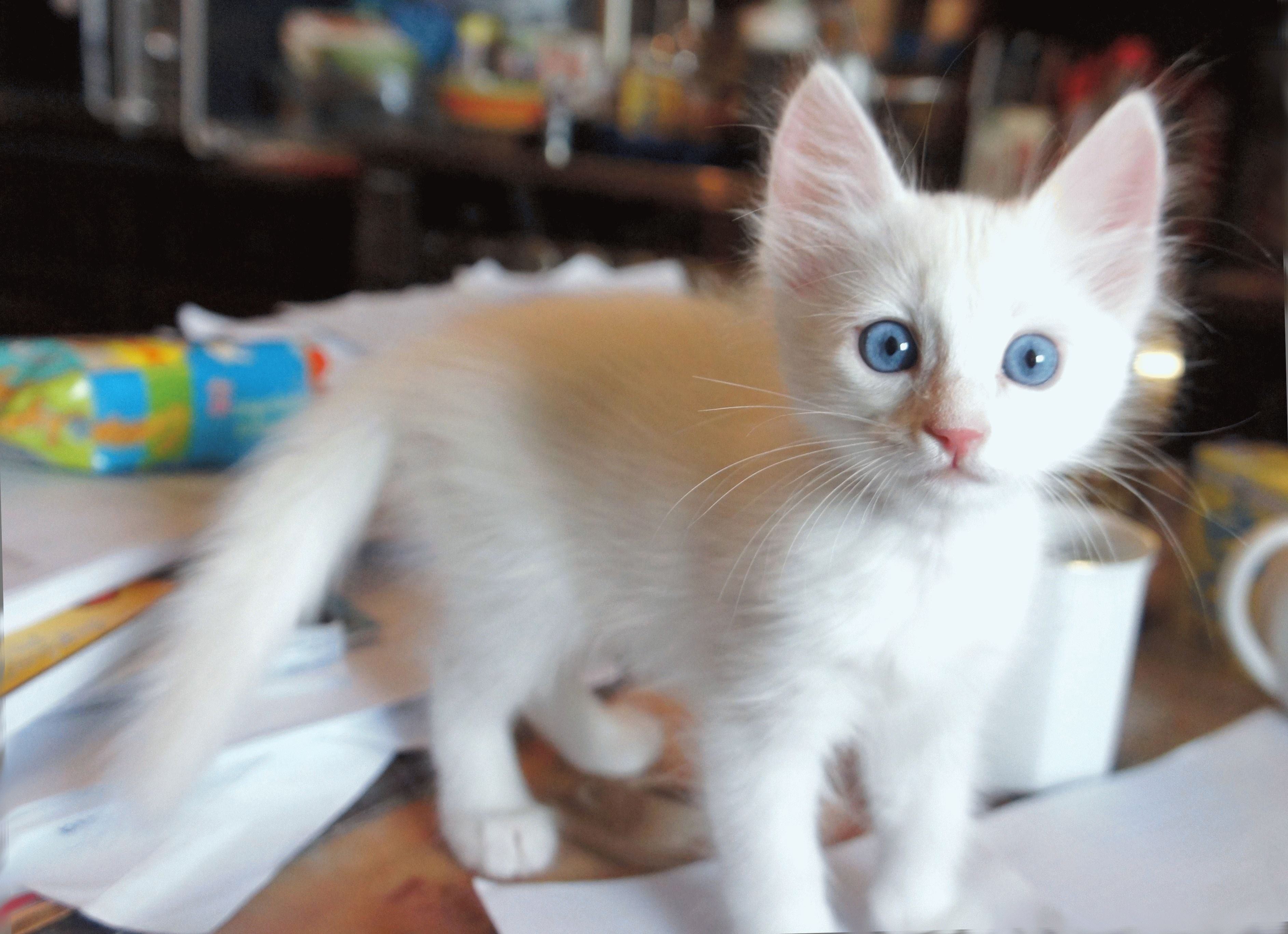 Возьму белую кошку. Турецкая ангорская котенок белый. Турецкая ангора белая. Турецкая ангора котята белые. Турецкая ангорская кошка короткошерстная.