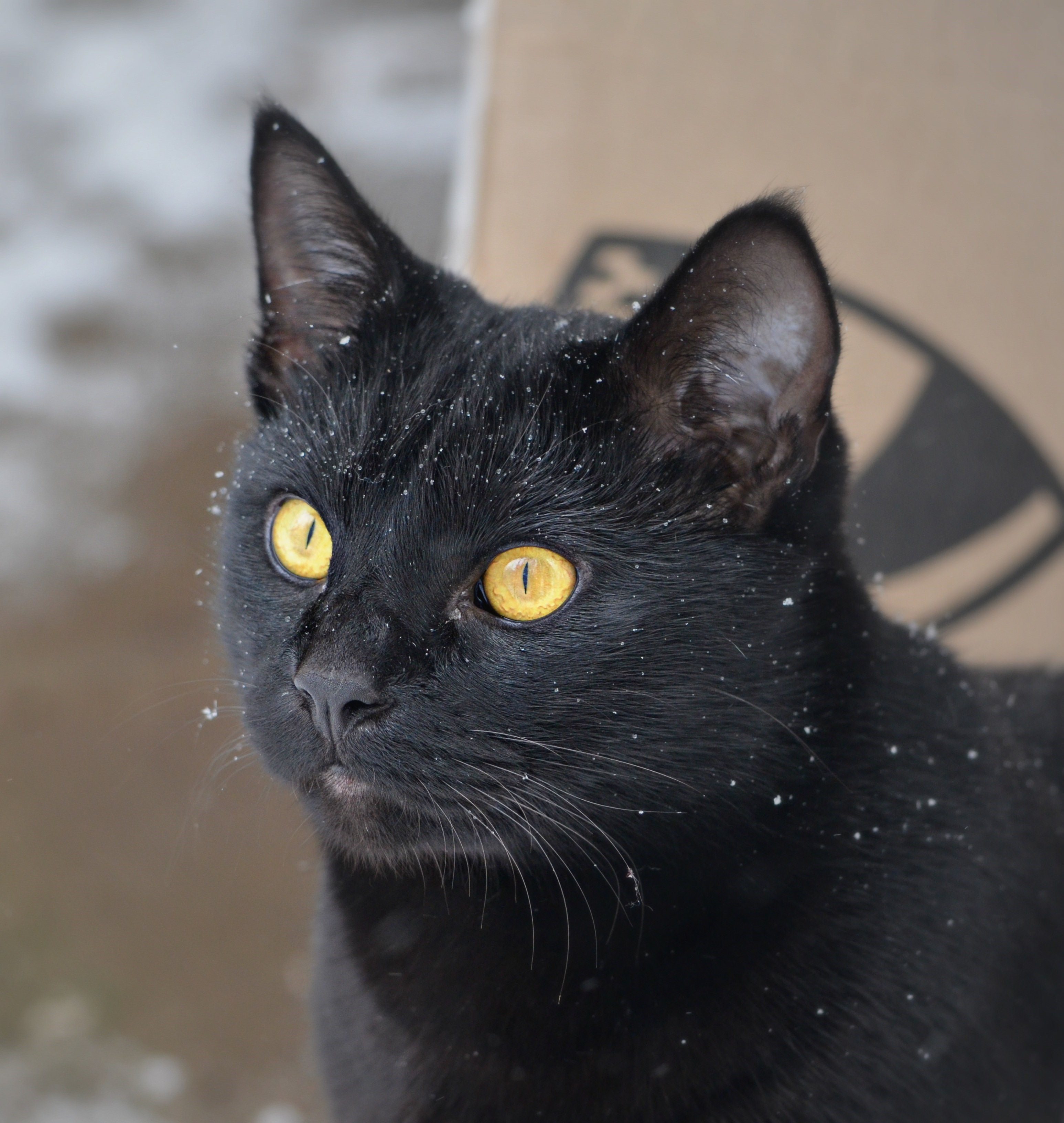 Черная европейская короткошерстная кошка фото