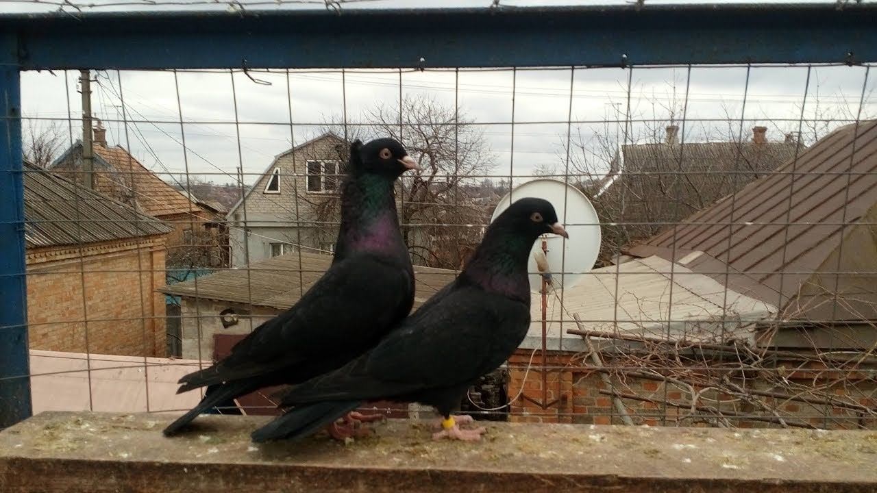 бакинские бойные голуби чили