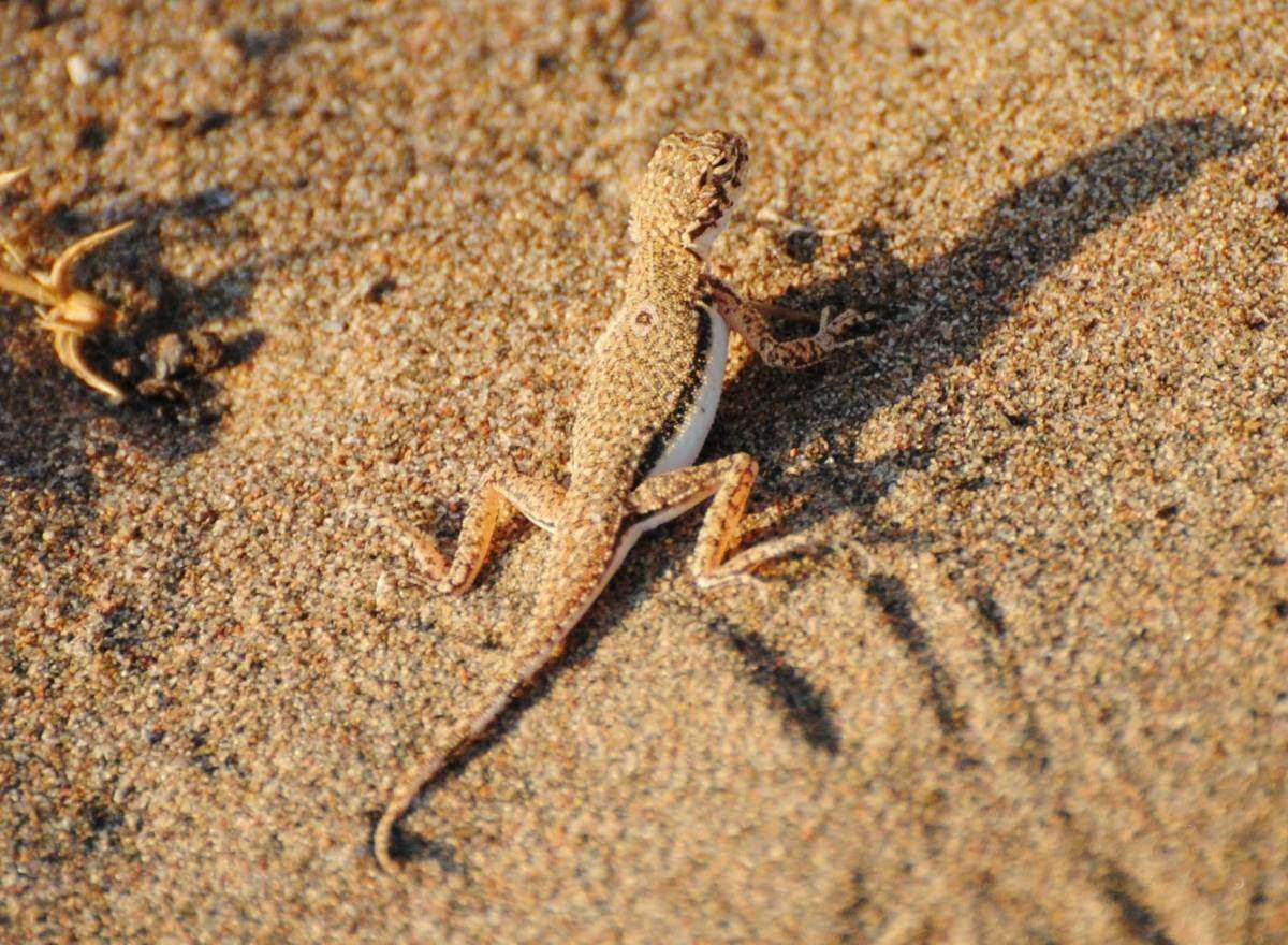Ящерица в песке