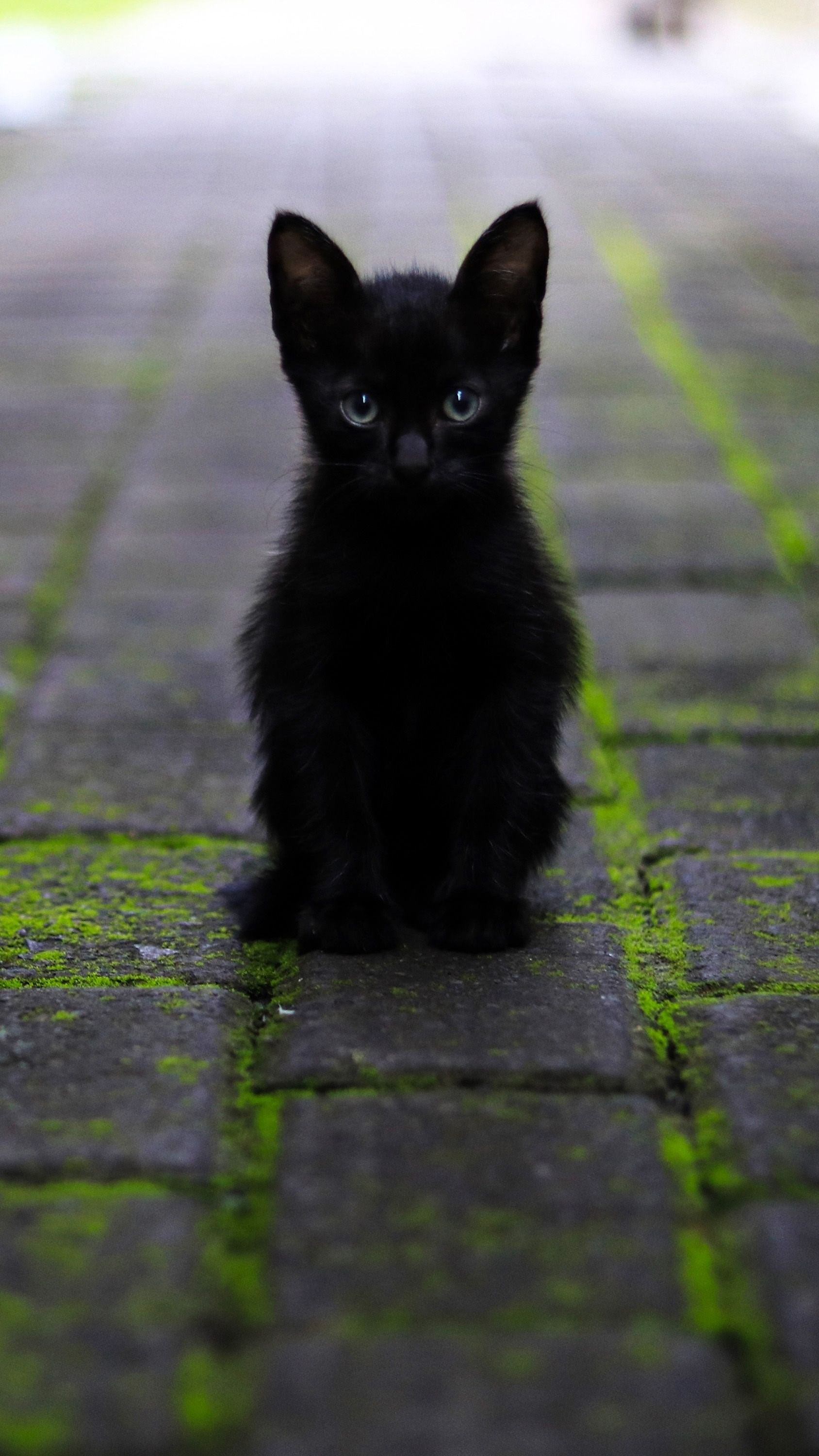 Перебежала черная кошка что делать