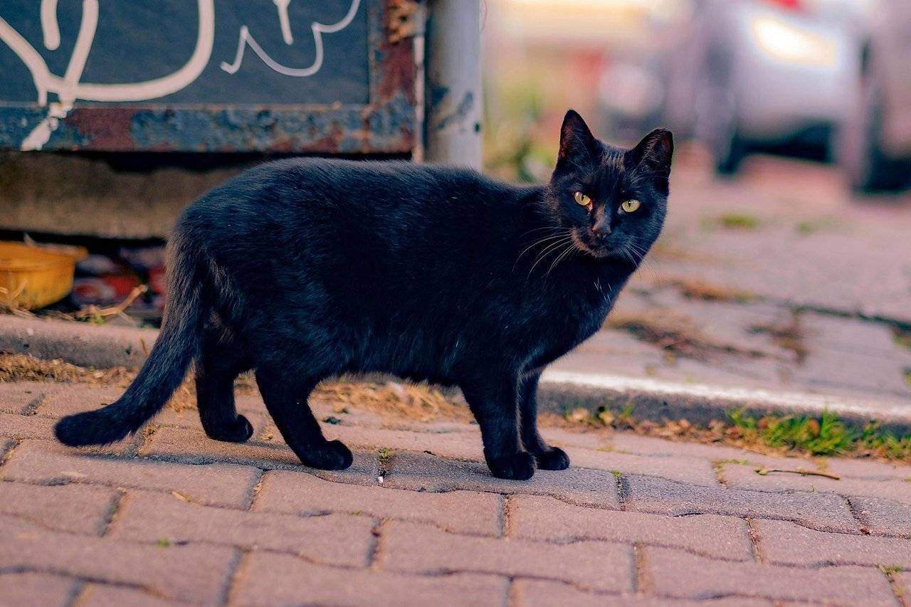 Фото черный кот переходит дорогу