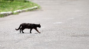 Черно белая кошка перебежала дорогу