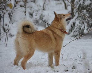 Восточно сибирская лайка рыжая