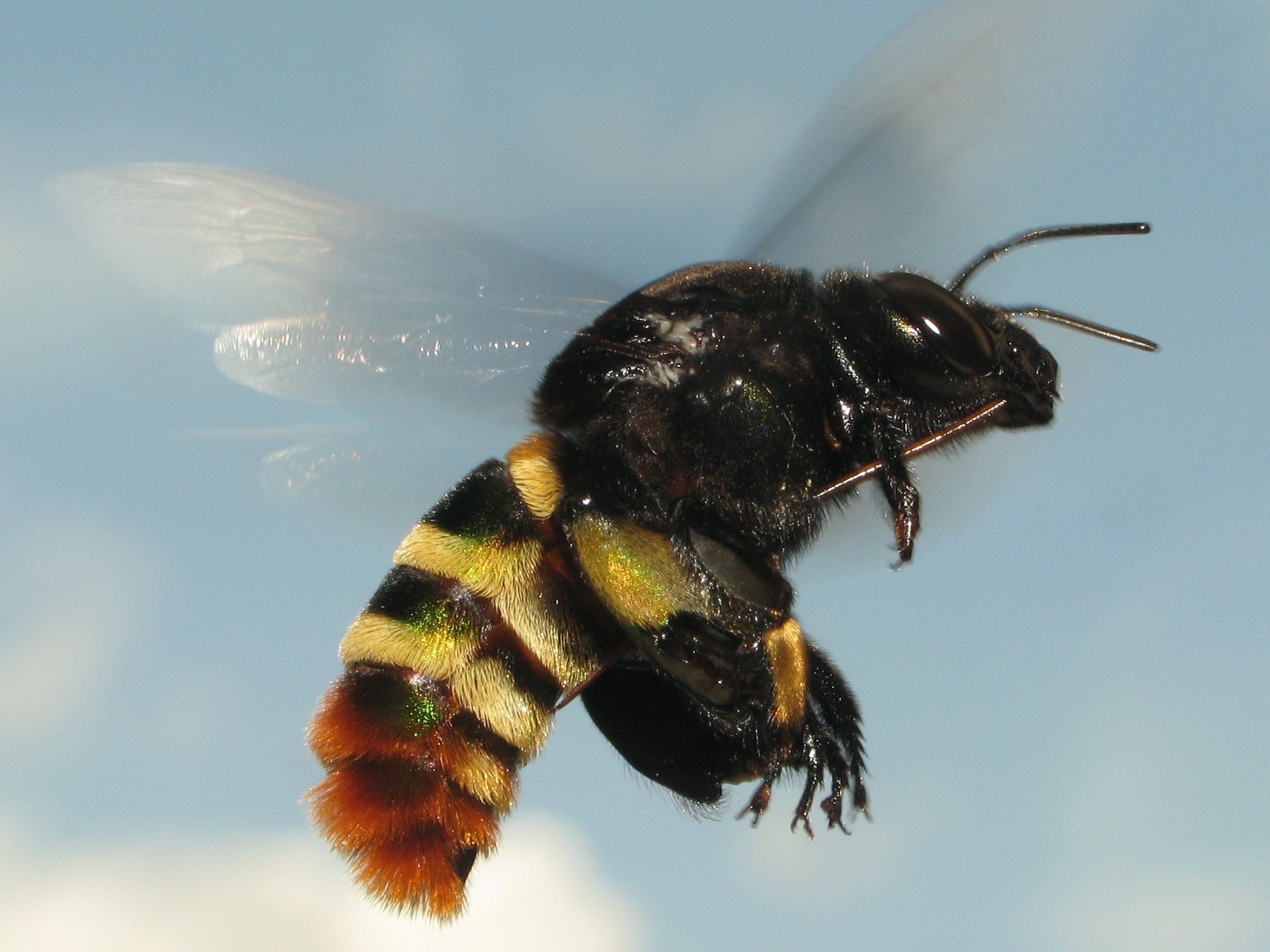 Черные пчелы. Apoidea пчелы. Черная пчела. Чёрная пчела большая. Огромная черная пчела.