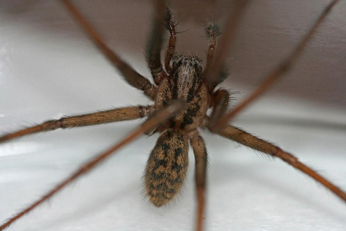 Сороконожка паук с длинными лапами