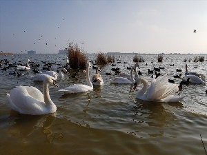 Озеро с лебедями в евпатории