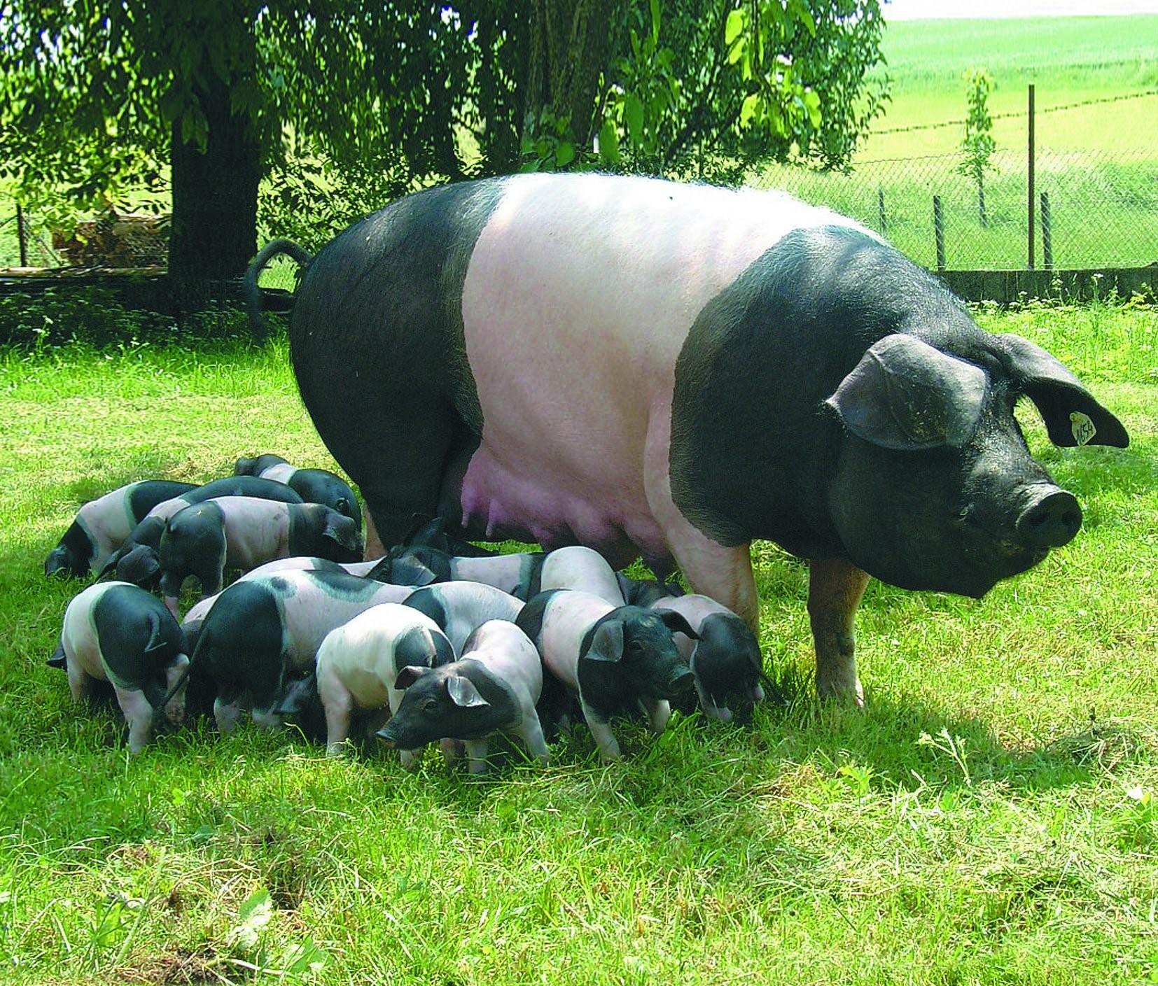 Порода свиней Гемпшир