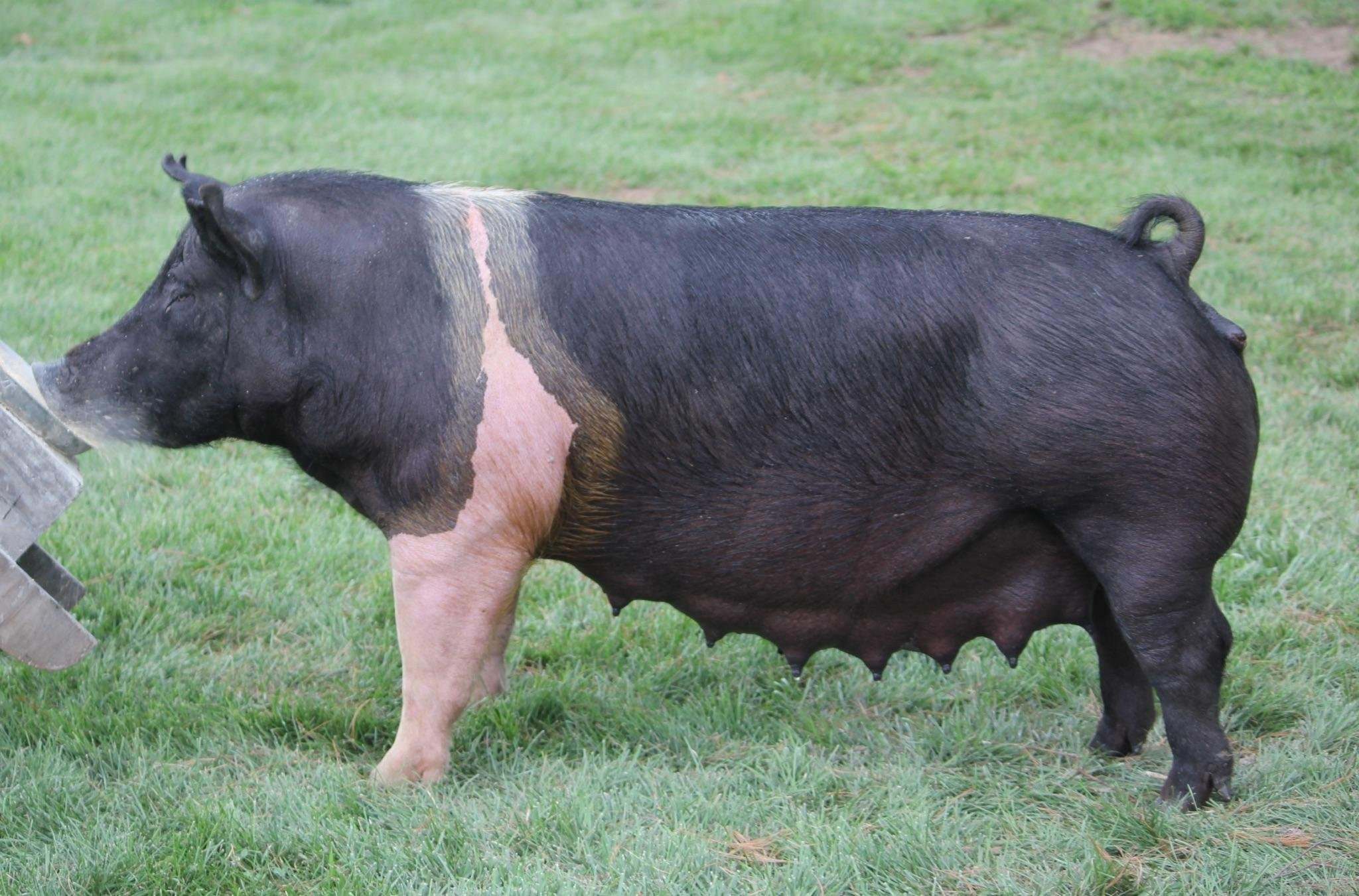 Дюрок порода свиней