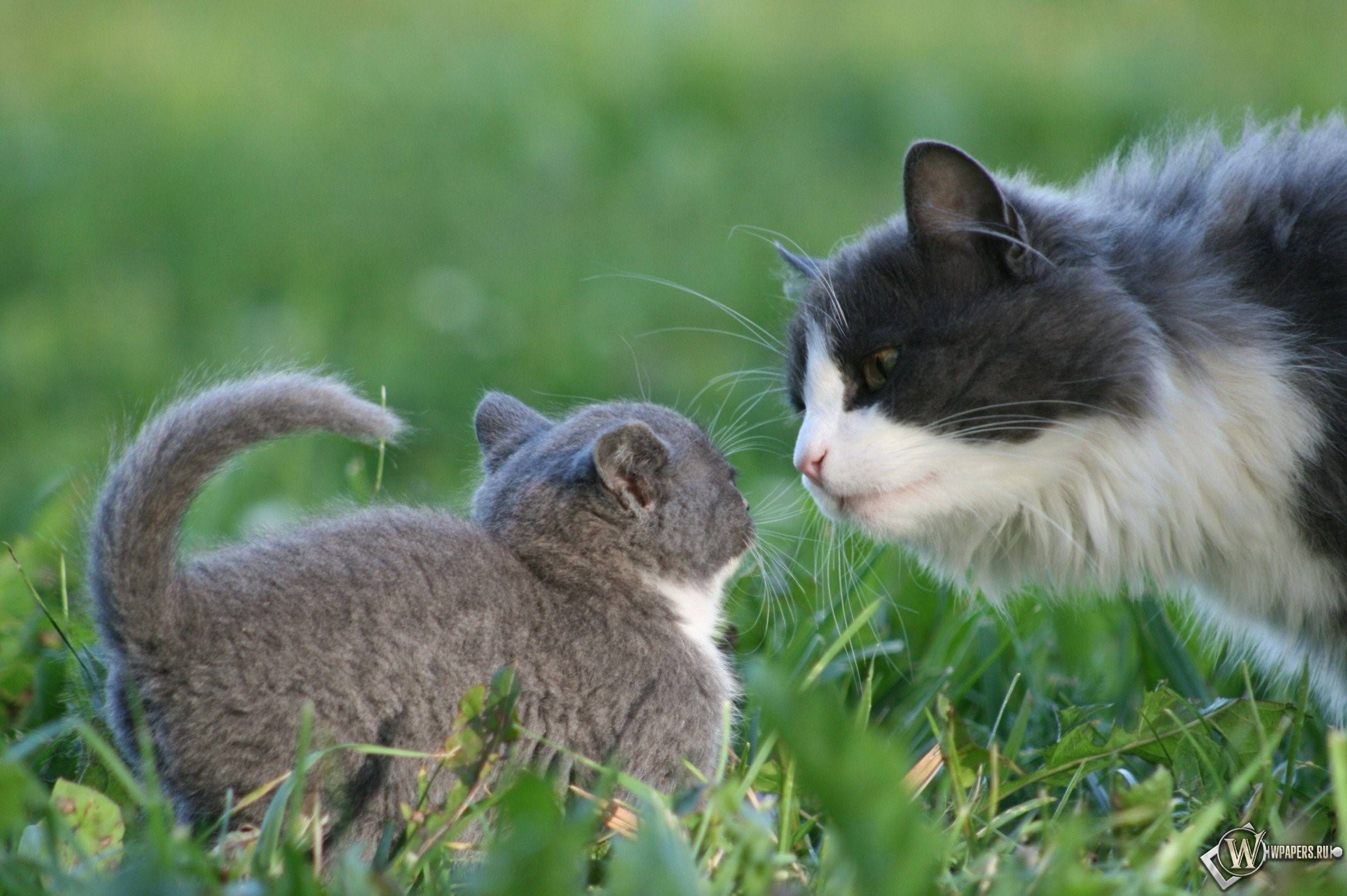 Кошечка с котятами. Кот и кошка. Мама кошка. Кот, кошка и котенок. Котята с мамой.