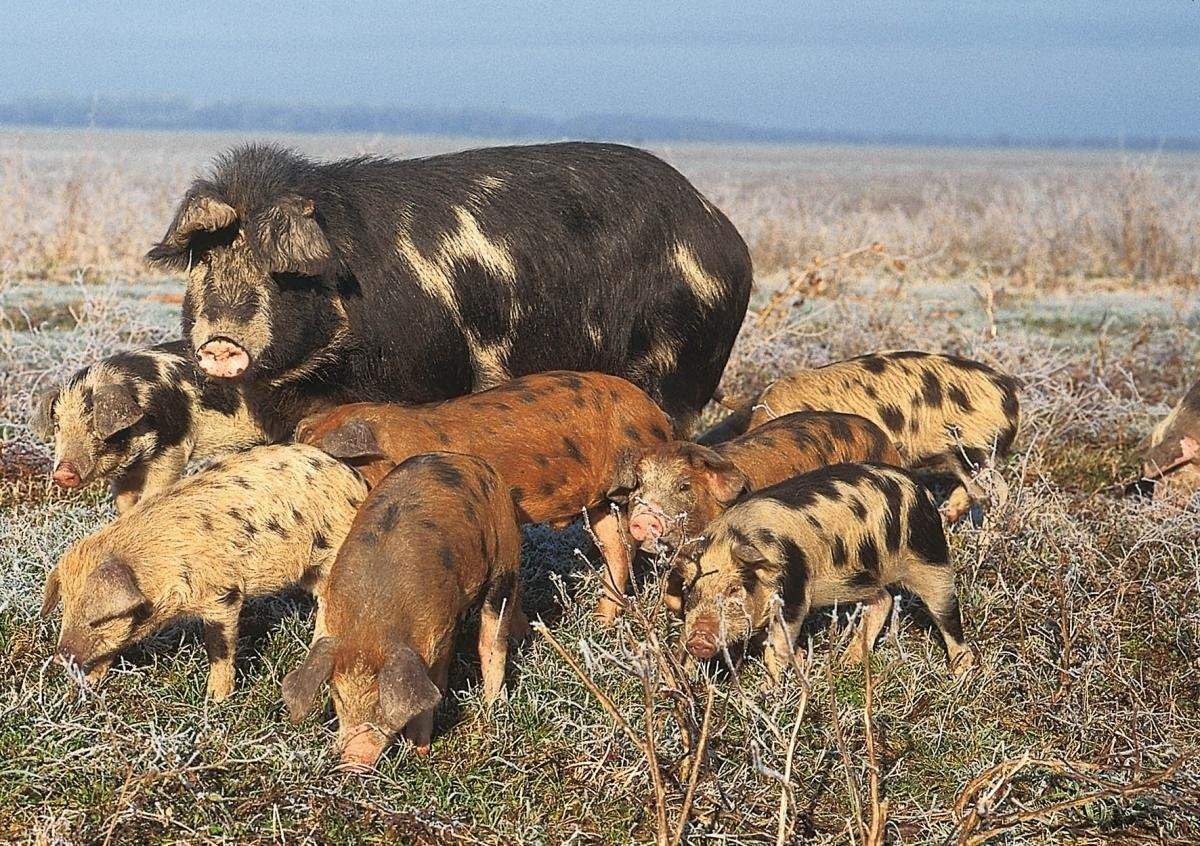 Породы свиней в беларуси с фото