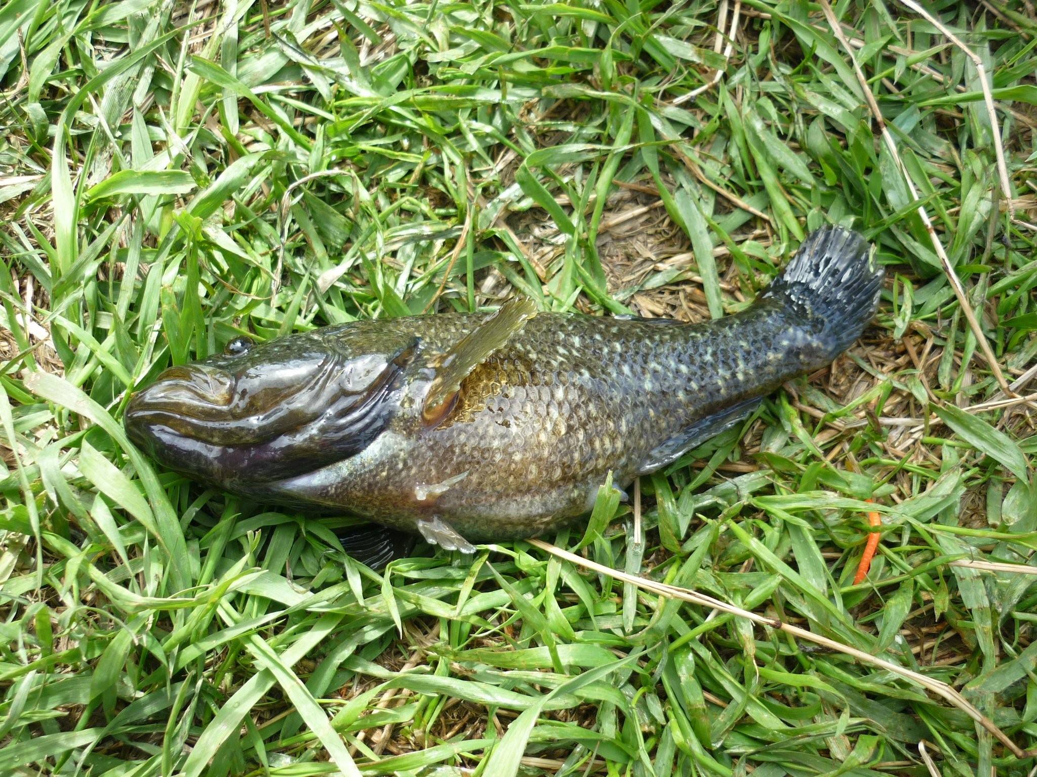 Рыба ратан фото съедобная или